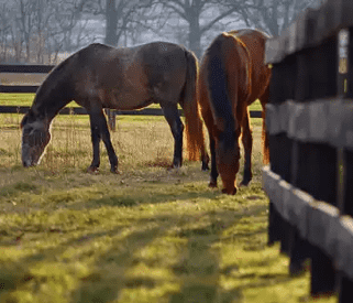 A Photo of Horses in Loudoun A Photo of Horses in Loudoun