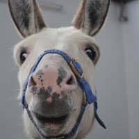 Photo of Formstack Donkey