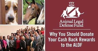 Why You Should Donate Your Cash Back Rewards to the Animal Legal Defense Fund: Legislation, Litigation, and Law Enforcement to Protect Animal Rights Why You Should Donate Your Cash Back Rewards to the Animal Legal Defense Fund: Legislation, Litigation, and Law Enforcement to Protect Animal Rights