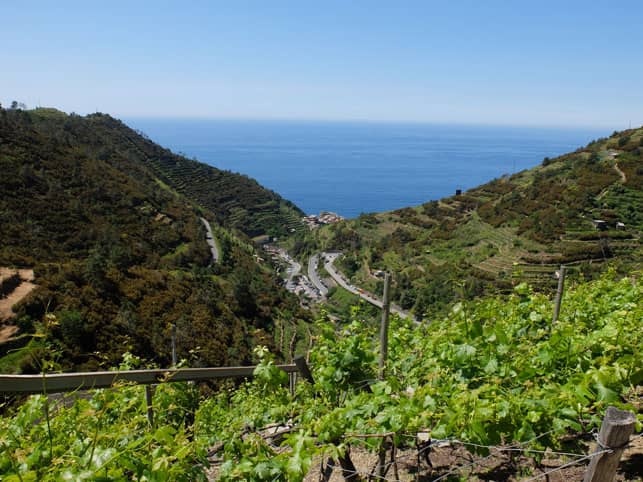 A Photo of a Vineyard in Manarola in Cinque Terre, Italy A Photo of a Vineyard in Manarola in Cinque Terre, Italy