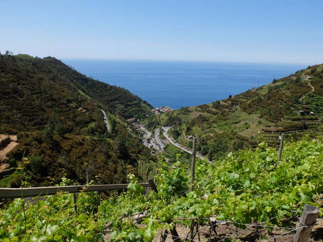 A Photo of a Vineyard in Manarola in Cinque Terre, Italy