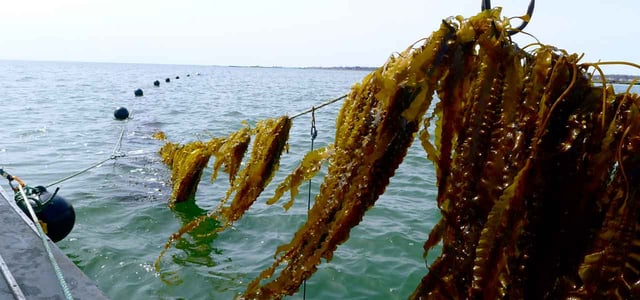 Seaweed Growing on a 3D Ocean Farm Seaweed Growing on a 3D Ocean Farm