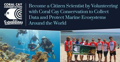 Coral Cay Conservation Volunteers Protect Marine Life