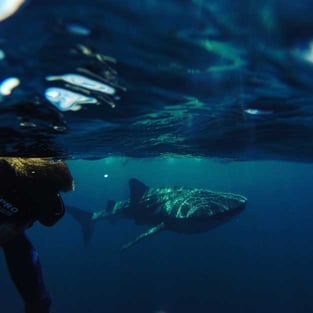 Whale Shark