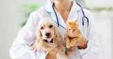 9 Best Credit Cards for Pet Owners &amp; Expenses[updated_month_year before=" (" after=")"]