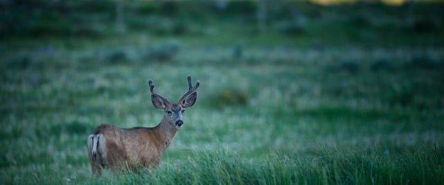 Photo of Vista Verde wildlife