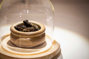 Mopane Worms Photo Mopane Worms Photo