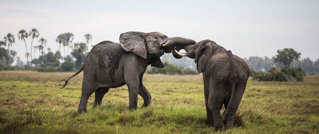 Photo of elephants on Africa Odyssey safari