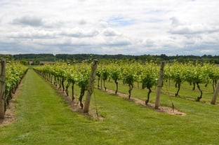 Grape Vines Grape Vines