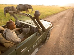 Safari Photo Safari Photo