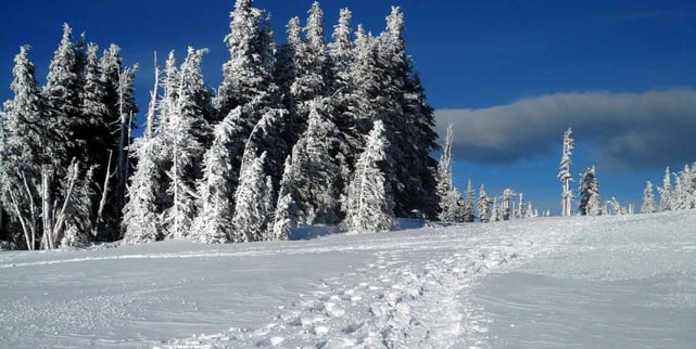 Photo of hiking trail near Port Angeles in winter