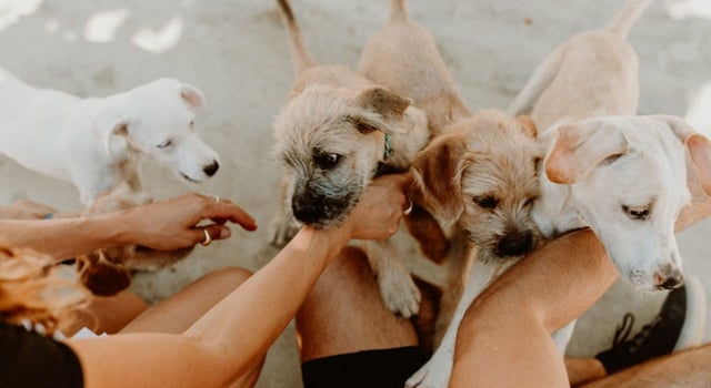 Photo of dogs on property at Baja Acre resort in Mexico. Photo of dogs on property at Baja Acre resort in Mexico.