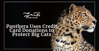 Panthera Uses Credit Card Donations to Protect Big Cats