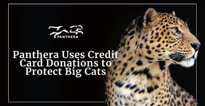 Panthera Uses Credit Card Donations To Protect Big Cats