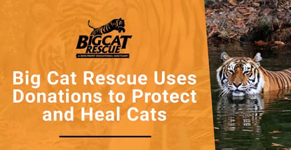 Big Cat Rescue Uses Donations To Protect And Heal Cats