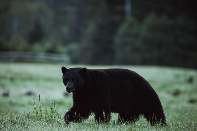 Photo of an American black bear