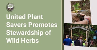 United Plant Savers Promotes Conservation of Native Medicinal Herbs and How Cardholders Can Help