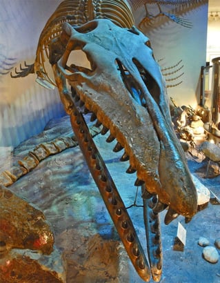 Photo of the Onion Creek Mosasaur