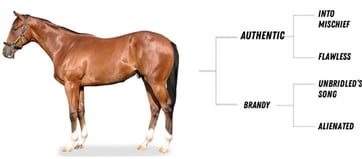 horse pedigree diagram