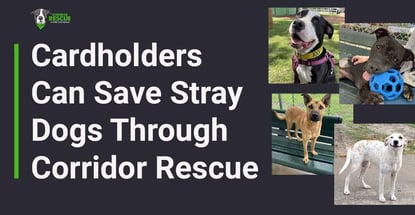 Cardholders Can Save Stray Dogs Through Corridor Rescue