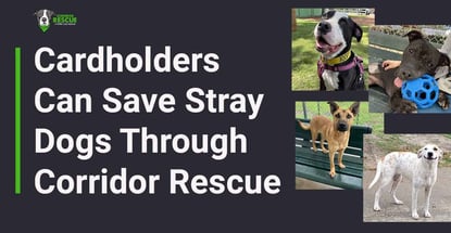 Cardholders Can Save Stray Dogs Through Corridor Rescue Cardholders Can Save Stray Dogs Through Corridor Rescue