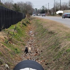 Scavenging puppies Scavenging puppies