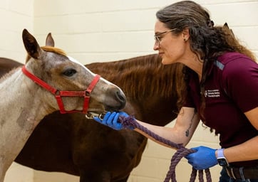 veterinary worker with animal