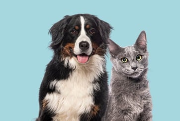 dog and cat dog and cat